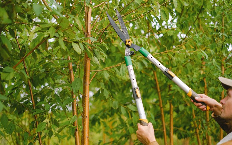 Tree trimming in Canaseraga, NY
